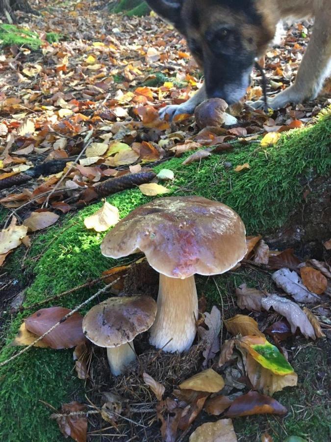 فندق Waldnest Odenwald المظهر الخارجي الصورة