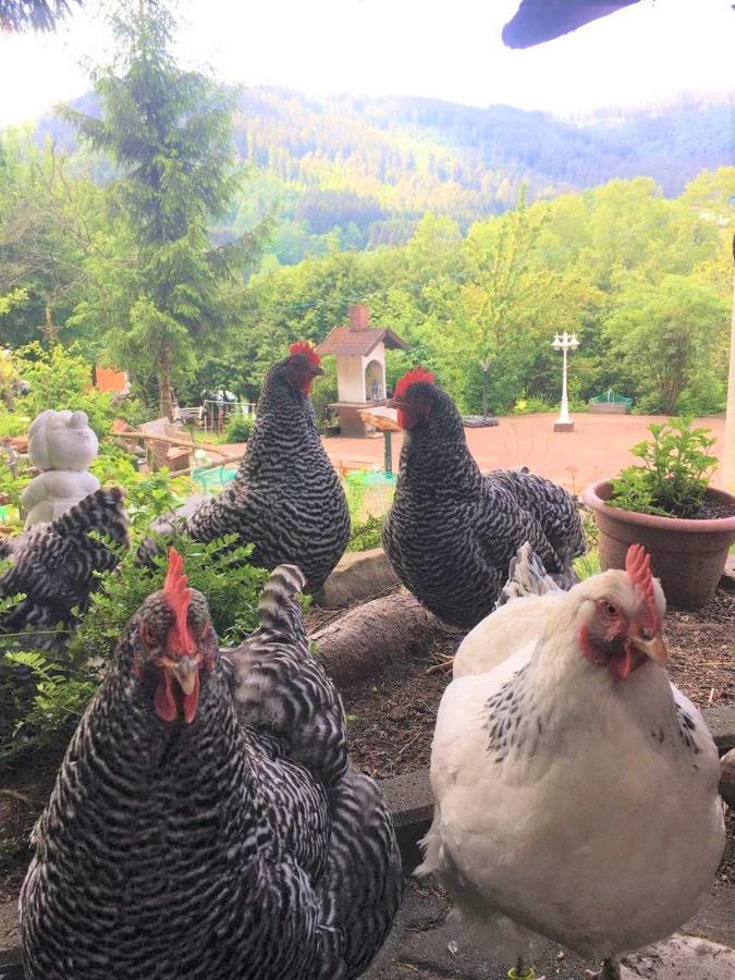 فندق Waldnest Odenwald المظهر الخارجي الصورة