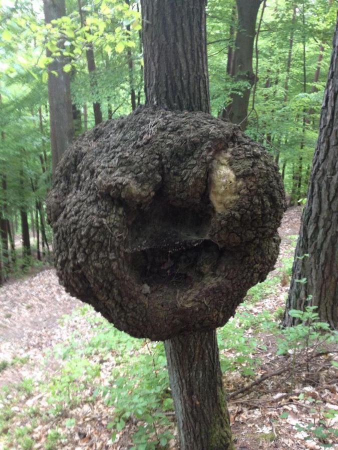 فندق Waldnest Odenwald المظهر الخارجي الصورة